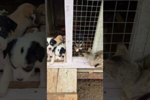 Cute Puppies๐ถ
