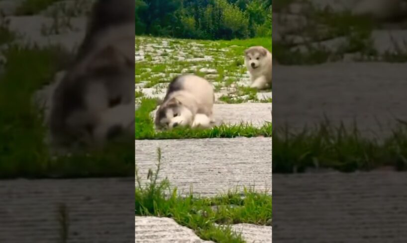 Cute dogs #shortsfeed #doglove #puppies #cute #trending #shorts #fypviral