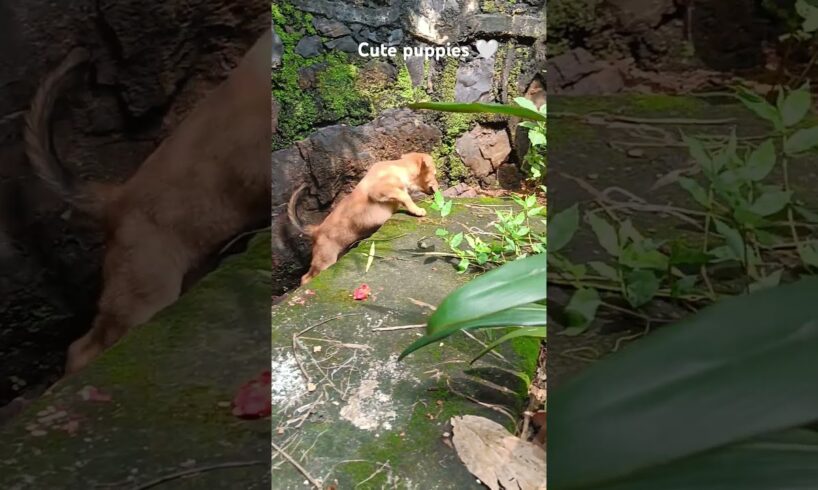 Cute puppies 🥺🤍. #animallover #dog #shorts #puppy #viralvideo