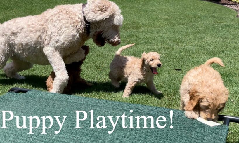 Cute puppies playing outside