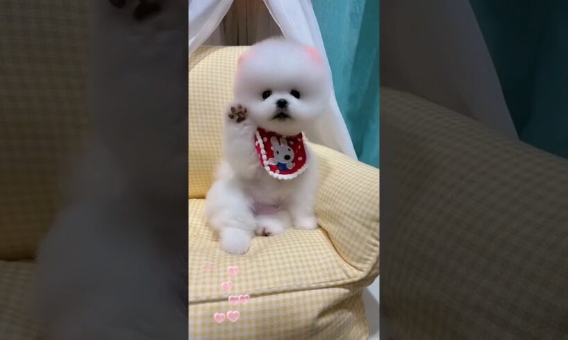 Cute puppies 🐶💕🐾 #puppy #petlovers #pets #doglover #dog #shorts #viralvideo