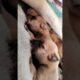 Cute puppies🐶🐶🐶 #shorts #youtubeshorts #animals #cute #dogbaby #puppy #cutepet #dogvideos #doglover