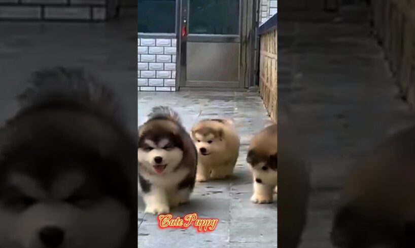 Cutest Puppies #puppy #cute #pets #youtubeshorts #short .