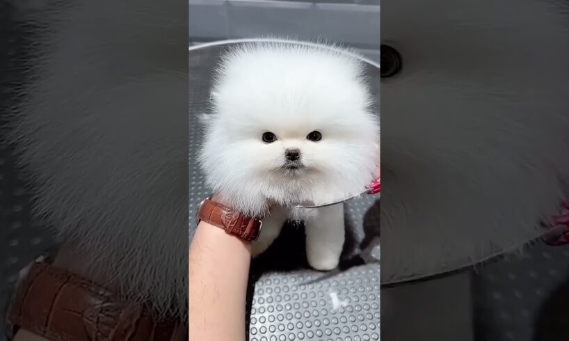 Cutest #puppy!