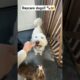 Daycare Dogs! Cutest pups today! 🐾😍#fyp #dogshorts #dogs #puppy