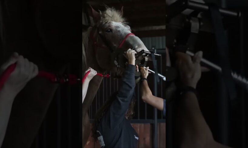 Diagnosing a 20-Year-Old Gelding | HPH 19 | #shorts