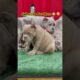 Do You Love Cute Puppies?  #puppy #trending #cute #shorts #subscribe