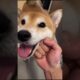 Dog Owner ABUSES his Shiba Inu