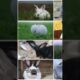 Funny Animal Fights
