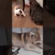 Funny dog and cat playing #cat #funny #animals #catlover #funnycats #funnycute #funnymoment #cute