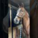 Hilarious Horse Has A Meet Cute With Donkey!