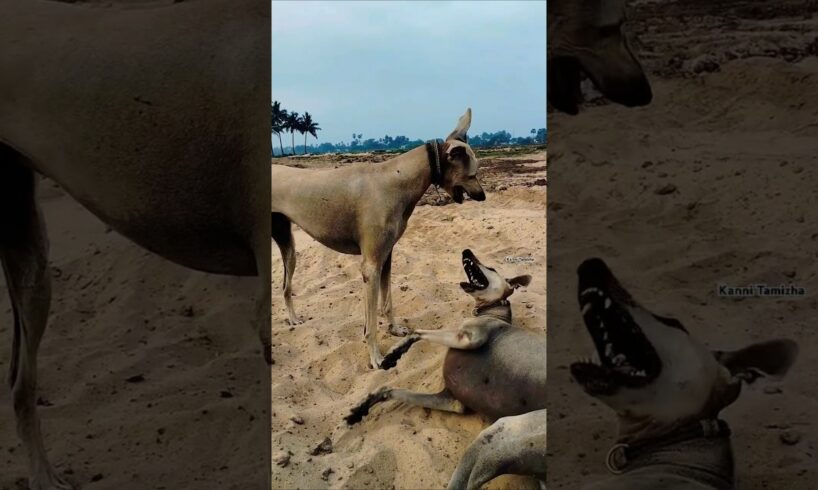 🔥Kanni dog🥵 #shorts #trending #shortsfeed #shortvideo #youtubeshorts #native #animals #viral
