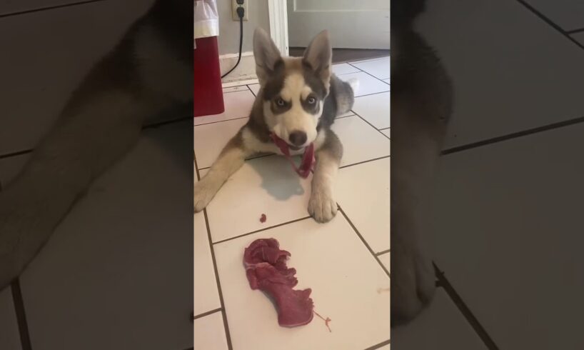 Man rescue baby dog #dog #doglover #animals #facts #education #shorts #youtubeshorts