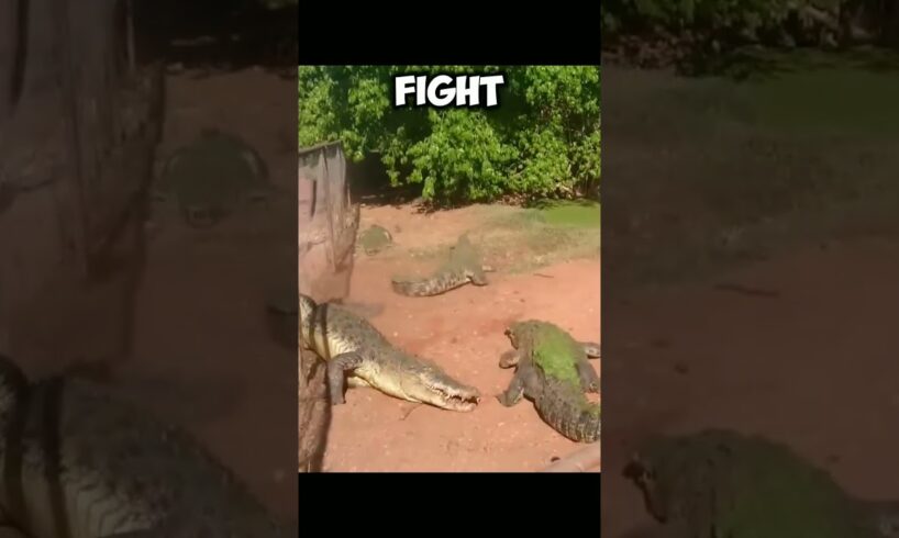 Most werid and jaw dropping fights between crocodile #crocodile #shorts #animals