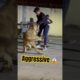 Mussa playing with 🦁 lion #laughinglion  #animalemotion #lionfunny #animals 😱 #funnylion 🦁