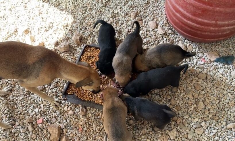 Nova's Weak Puppy is Back with Mommy - Takis Shelter