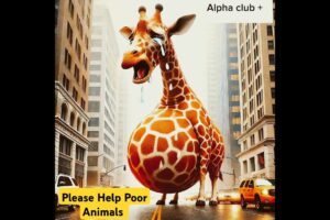 OMG😱 please someone help This poor pragnent Giraffe #animals #animalrescue #giraffe #help #shorts