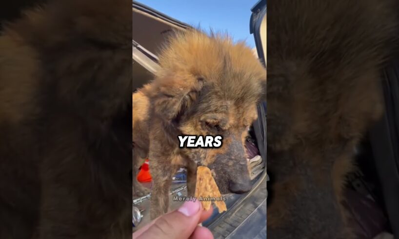 Poor Dog Saved From The Street ❤️