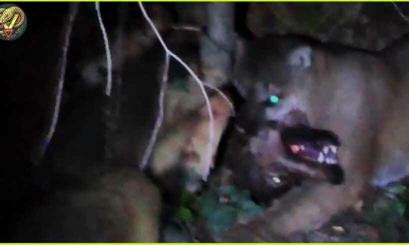Puma's Deadliest Attacks Caught On Camera | Animal Fighting