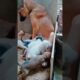 Puppies suckling #dog #puppy #animals #doglover #cute