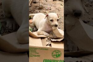 Puppy playing alone #puppy #doglover #cute #animals #funny #doglove #dog #barking #love #shortvideo