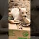 Puppy playing alone #puppy #doglover #cute #animals #funny #doglove #dog #barking #love #shortvideo