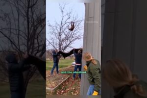 Rescue a grateful baby bear #shortvideo #animals #rescue #bear #healing #shorts