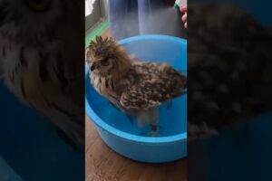 Rescue owl caught in net can not get out #rescueowl #owl #shorts