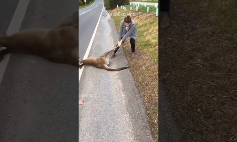 Rescued Kangaroo Returns Years Later | Heartwarming Reunion! ❤️🩹 #shorts