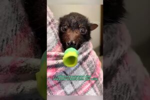 Rescued a bat by the roadside #shortvideo #rescue #bat #animals #healing