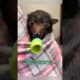 Rescued a bat by the roadside #shortvideo #rescue #bat #animals #healing