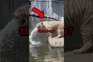 SICK TIGER RESCUE! #animals #animalrescue #animalstories #cute #animals #cuteanimals #tiger
