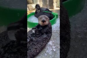 Sea Otter Overwhelmed by Ice #shorts