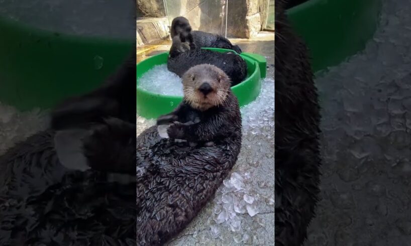 Sea Otter Overwhelmed by Ice #shorts