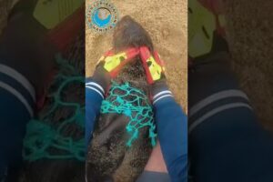 Seal needs to be rescued from green net