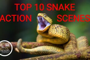 TOP 10 wild snake scenes, THE BEST SNAKE ACTION, snake hunt, snake fight