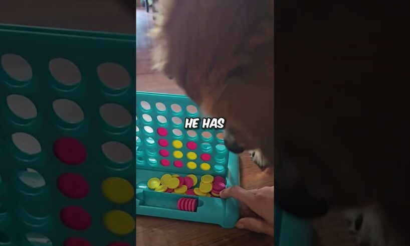 This Doggo is AMAZING At Connect Four 🐕 #shorts