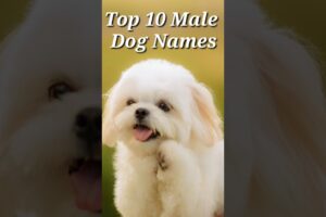 Top 10 Male Dog Names #shorts #dogs #doglover  #dognames #animallover