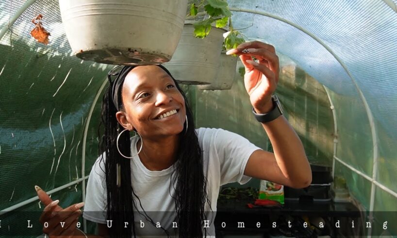 Urban Homestead Fall Days | Strawberries, Chickens and Mulch + Chores | Greenhouses Are Awesome