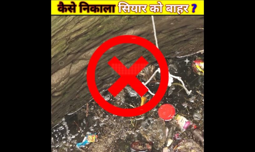 Viral Facts Video || Dangerous Animal Rescue || Amazing Fcts  #shorts