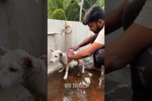 We got one more member to our family | Pomeranian new life | Jimmy ❤️