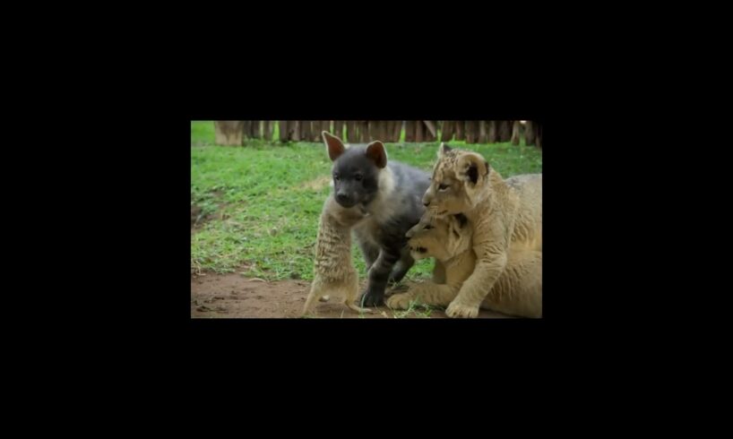 Wild animals cubs playing away from their moms
