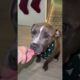 Woman Fosters Dog and Finds Him Loving Home - 1538021
