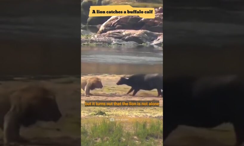 a buffalo fights to protect its calf