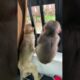 baby Monkey playing with friend | #shorts #bae3 #youtubeshorts #animals #Love