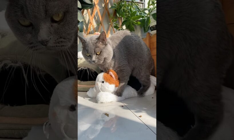 #cat #animals #cute #kitten #funnyvideo