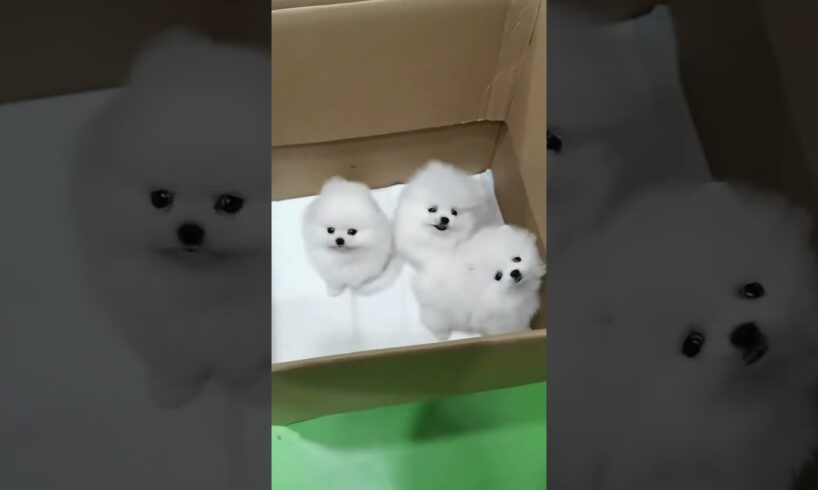 cute puppies #dog #doglover #dogshorts #cute