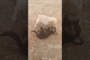 #cute #puppies #enjoying