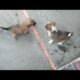#cute puppies playing #🐕🐕#❤❤#doglover