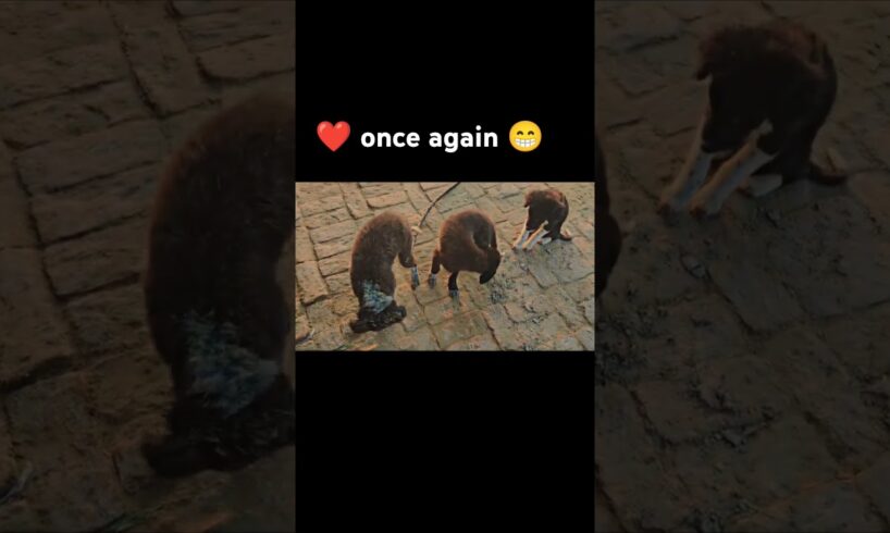 🥰cute puppies 😘 #song 🐶😍#haryanvi#haryanaaale